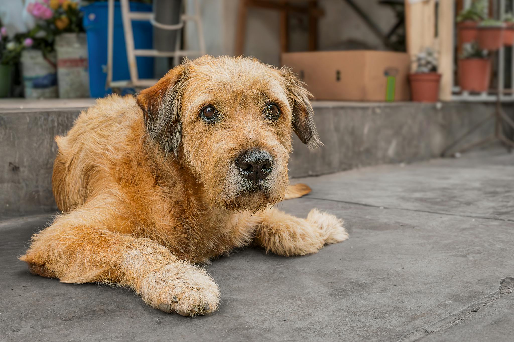 An endearing scruffy dog relaxes on a porch in a Peruvian setting, embodying charm and tranquility.