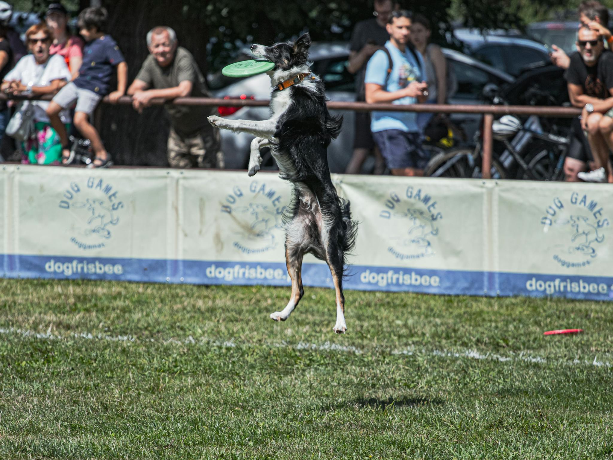 Border collie leaps to catch a frisbee during a lively outdoor dog sporting event.